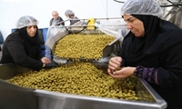 درخت صلح در سرزمین باغستان‌ها