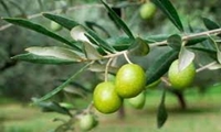 آغاز خرید حمایتی میوه روغنی زیتون از این هفته/ ارایه مشوق‌های صادرات و مجوز واردات روغن زیتون در چارچوب خرید حمایتی