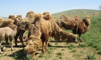 ایجاد اولین هاب ژرم‌پلاسم برای شترهای دوکوهانه در ایران/ حفاظت شتر دوکوهانه گواهی تعهد جمعی به حفظ تنوع زیستی است
