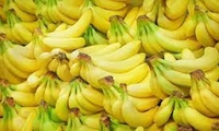 جلوگیری از خروج 500 میلیون یورویی ارز با افزایش تولید موز در سواحل مکران