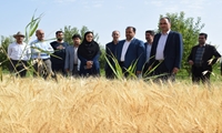 پیش بینی تولید 75 هزار تن گندم از مزارع میاندوآب