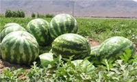 پیش‌بینی تولید 280 هزار تن هندوانه پاییزه و شب یلدایی با کمترین میزان مصرف آب/ کاهش 41 درصدی سطح کشت هندوانه ظرف 10 سال اخیر