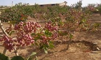 برداشت 120 تن پسته از باغات آذربایجان غربی