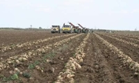 بیش از 1.2 میلیون تن چغندرقند از زارعین آذربایجان‌غربی خریداری شد