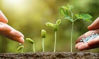 نیاز سالانه حدود 5 میلیون تن کود کشاورزی در کشور/ کمبود فسفر در 70 درصد خاک‌های کشاورزی