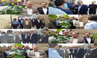 بازدید دکترکوشش تباراز مجتمع گلخانه ای صالح آباد