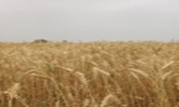 تشکیل باشگاه گندم یاران در خوزستان برای افزایش خوداتکایی و کشاورزی پایدار
