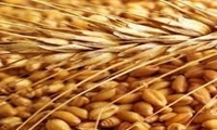 شیوه‌نامه واردات گندم معمولی و دروم توسط صنف و صنعت ابلاغ شد