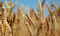 خرید گندم از مرز 10 میلیون تُن گذشت