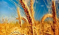 خبر خوش دولت به کشاورزان گندم‌کار