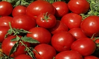 90 درصد مزارع گوجه فرنگی استان قزوین به روش قطره‌ای آبیاری می‌شود