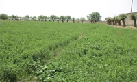 اختصاص 5860 هکتار اراضی کشاورزی شهرستان بردسیر به کشت یونجه