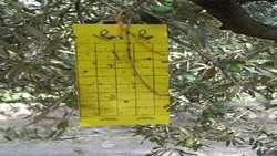 مبارزه با  آفت مگس زیتون درسطح ۱۱۵۰ هکتار از باغات استان قزوین 