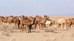 ساربان یار طرحی مناسب برای اصلاح نژاد دام روستایی