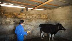 سمپاشی 550 منطقه عشایری و روستایی شهرستان اندیکا علیه انگل های خارجی