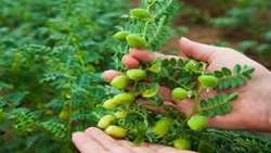 اجرای اولین مزرعه الگویی کشت نخود در گناوه 