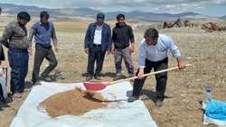 ضدعفونی کامل بذور در کشت پاییزه غلات شهرستان ورزقان