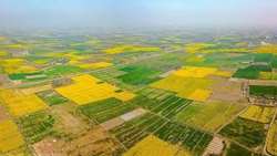 حدنگاری بیش از ۶ میلیون هکتار از اراضی کشاورزی در کشور