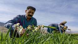 سرمایه گذاری افزون بر ۲ همت برای طرح های اشتغال زایی جهاد کشاورزی لرستان
