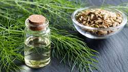 جایگاه ویژه‌ رازیانه در میان گیاهان دارویی 