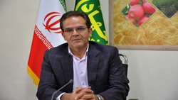برداشت ۴۰ هزار تن سیب‌زمینی در راستای رعایت الگوی کشت در اراضی پایاب سد سهند هشترود