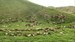 مدیریت چرا؛ راهکاری طلایی برای حفظ مراتع و افزایش سودآوری دامداری