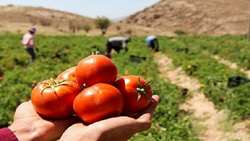 برداشت گوجه‌فرنگی از سطح ۵۰۰ هکتار مزارع کوهسرخ آغاز شد