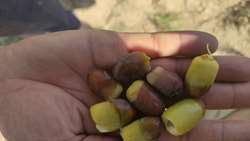 رسیدن میوه خرما در شهرستان خوروبیابانک 