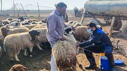 اتمام واکسیناسیون طاعون نشخوارکنندگان کوچک در جمعیت دام سبک هویزه