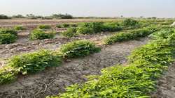 اصلاح الگوی کشت با چای قرمز