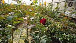 شکوفه های خوزستان در مسیر تجارت