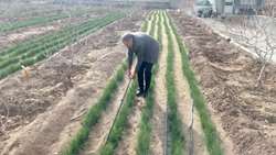 اجرای آبیاری قطره‌ای نوار تیپ در باغ تلفیقی زعفران و پسته در اراضی ایلخچی