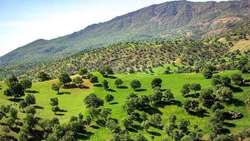  ۱۲ هزار نفر در کردستان همیار طبیعت هستند
