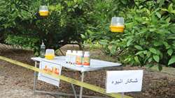 ردیابی آفت مگس میوه مدیترانه ای در سطح ۴۵ هزار و ۹۶۱ هکتار شهرستان بابل