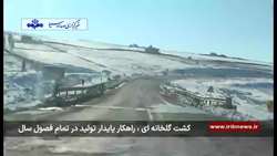 کشت گلخانه راهکار پایدار تولیددر همه فصول سال 