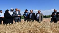 ارتقای بهره‌وری گندم با حمایت هدفمند و مکانیزاسیون هوشمند