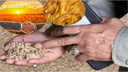 حمایت از کشاورزان، ۱۰ هزار تن گندم مازاد در ساری خریداری شد