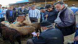 ۱۷ مرکز عرضه دام قربانی در خراسان شمالی ساماندهی شد 