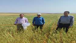 مبارزه با آفت سن گندم در سطح ۸۵ هزار هکتار از اراضی استان آذربایجان شرقی