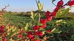 کشت چای ترش در آبادان 