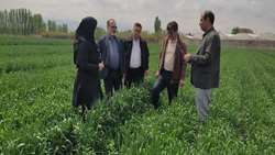علف‌های هرز، سن و زنگ گندم تهدیدی جدی برای مزارع آذربایجان شرقی