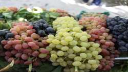 برداشت بیش از ۱۱۶ هزار تن انگور در خراسان‌شمالی پیش‌بینی شد