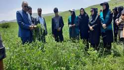 روز مزرعه نباتات علوفه‌ای در شهرستان اهر برگزار شد