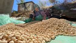 شتاب درتوسعه کشاورزی نوین؛ برگزاری دوره‌های تخصصی کشت مکانیزه نخود در لرستان 