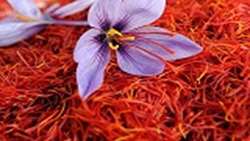 آغاز کشت ۱۵/۵ هکتاری زعفران در زنجان