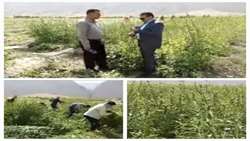 آغاز برداشت کنجد از مزارع شهرستان دره‌شهر 