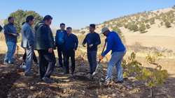 آموزش کشت زراعی آنغوزه به کشاورزان بویراحمدی