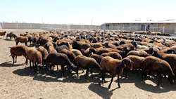 تخصیص ۱۰ همت تسهیلات سرمایه در گردش برای حمایت از دامداران روستایی و عشایری