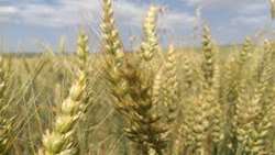  آغاز کاشت گندم در پایلوت طرح ارتقای حاصلخیزی خاک در خرمشهر