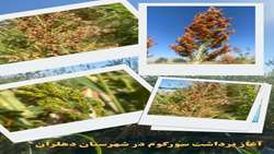 آغاز برداشت محصول سورگوم در شهرستان دهلران استان ایلام